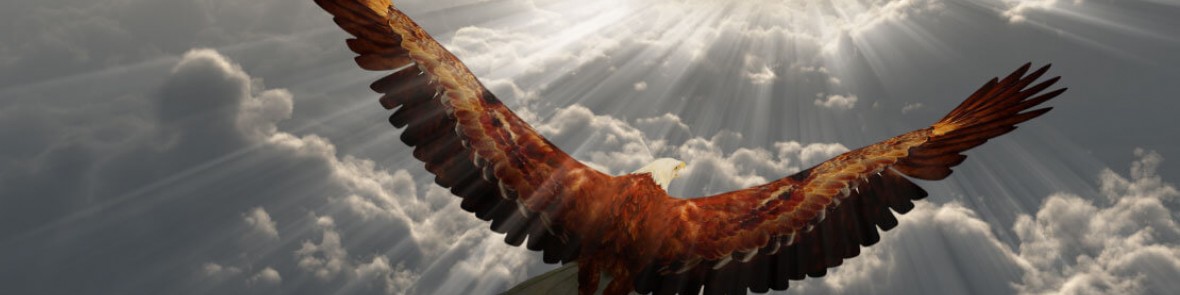 Eagle soaring above the clouds